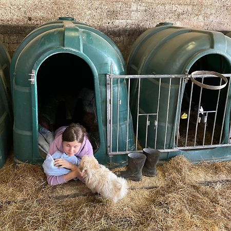 Schlafen Neben Den Kleinen Kaelbchen Im Kaelberiglu Bingum Εξωτερικό φωτογραφία