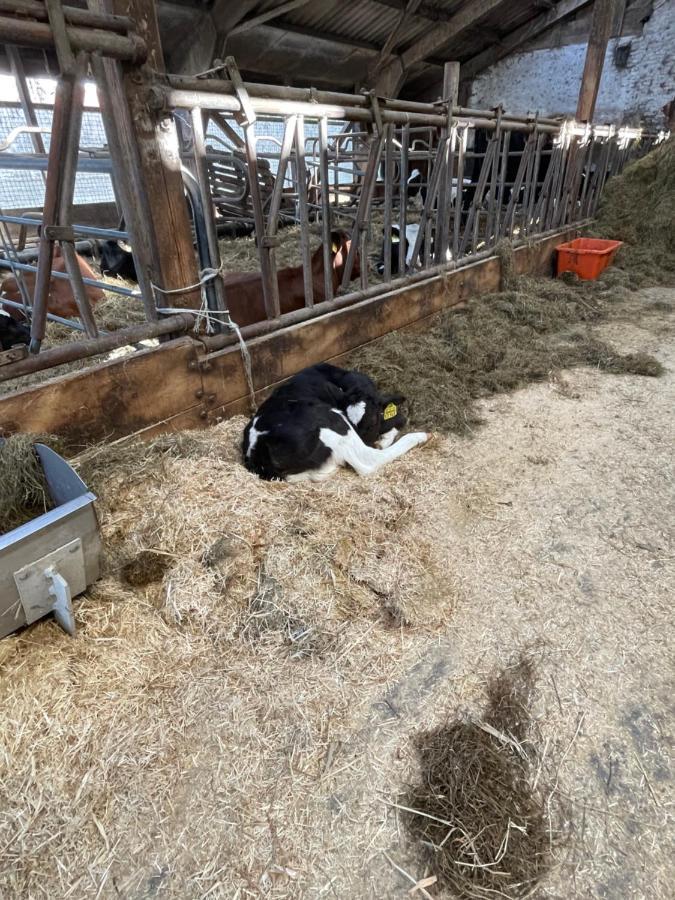 Schlafen Neben Den Kleinen Kaelbchen Im Kaelberiglu Bingum Εξωτερικό φωτογραφία