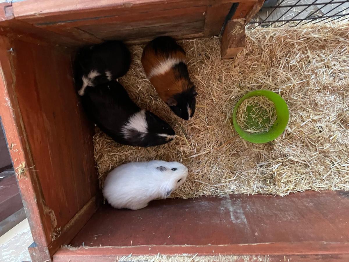 Schlafen Neben Den Kleinen Kaelbchen Im Kaelberiglu Bingum Εξωτερικό φωτογραφία